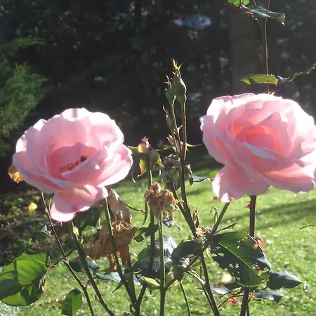 Tirolerhof 3* 레르모스